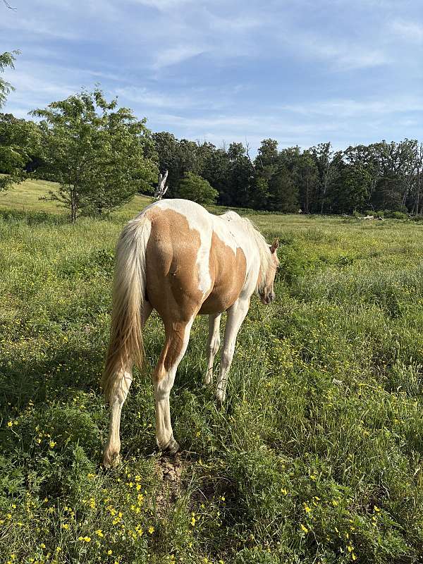 spotted-palomino-horse