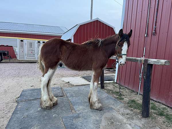 three-white-stockings-wide-blaze-horse