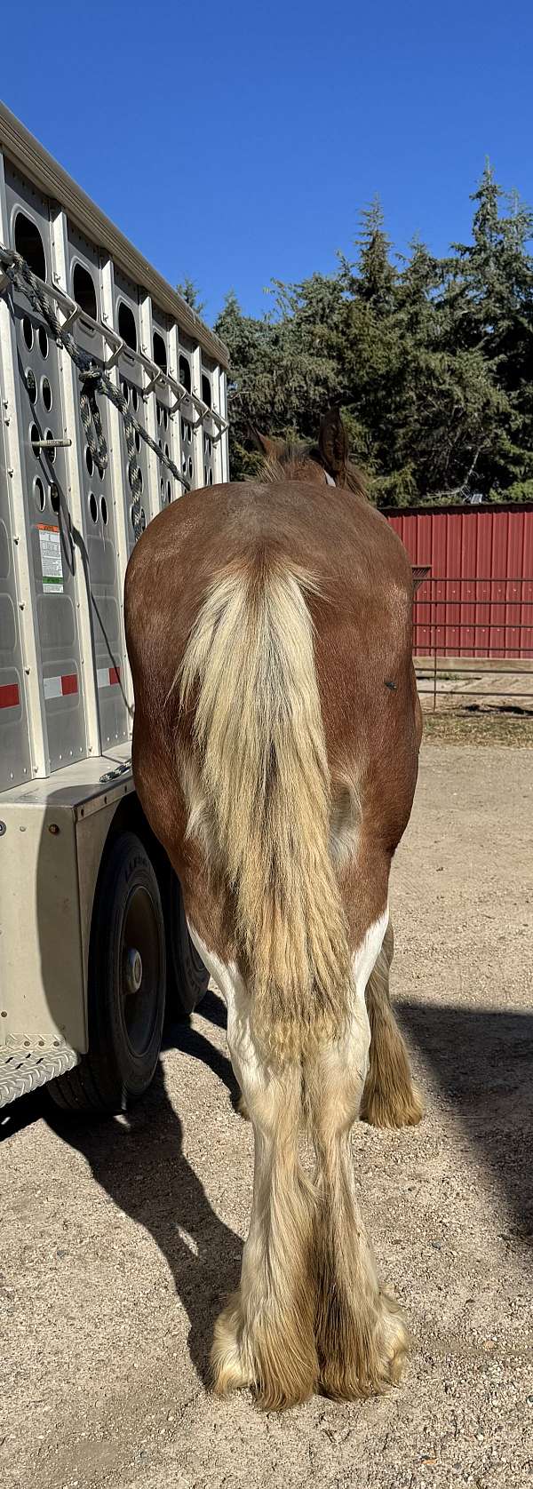 easy-to-haul-clydesdale-horse