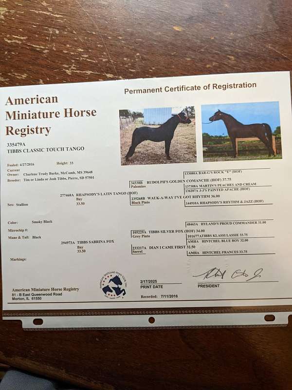 black-none-horse