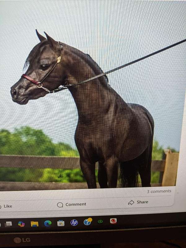 breeding-miniature-horse