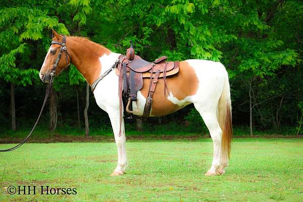 all-around-paint-horse