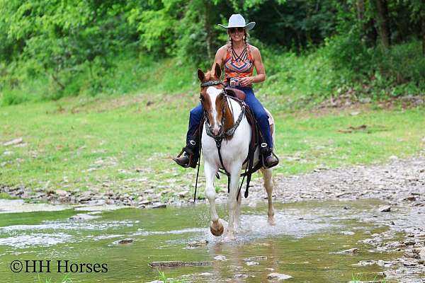 endurance-paint-horse