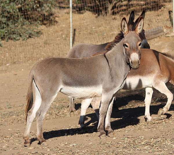 donkeys-miniature-donkey