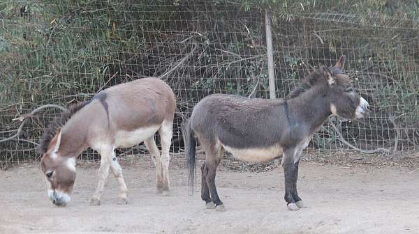 donkeys-miniature-mare