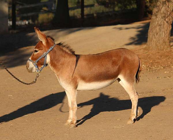 donkeys-miniature-donkey-horse