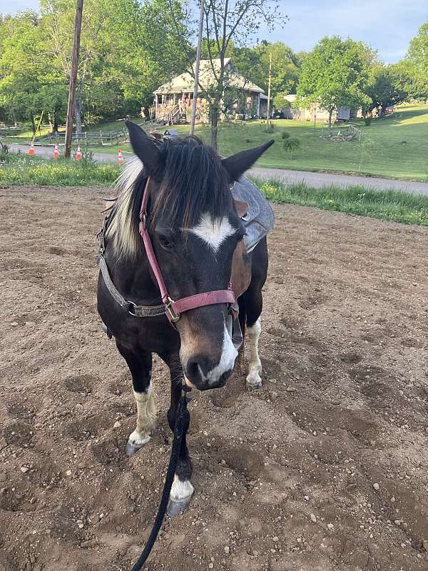 paint-pony-for-sale