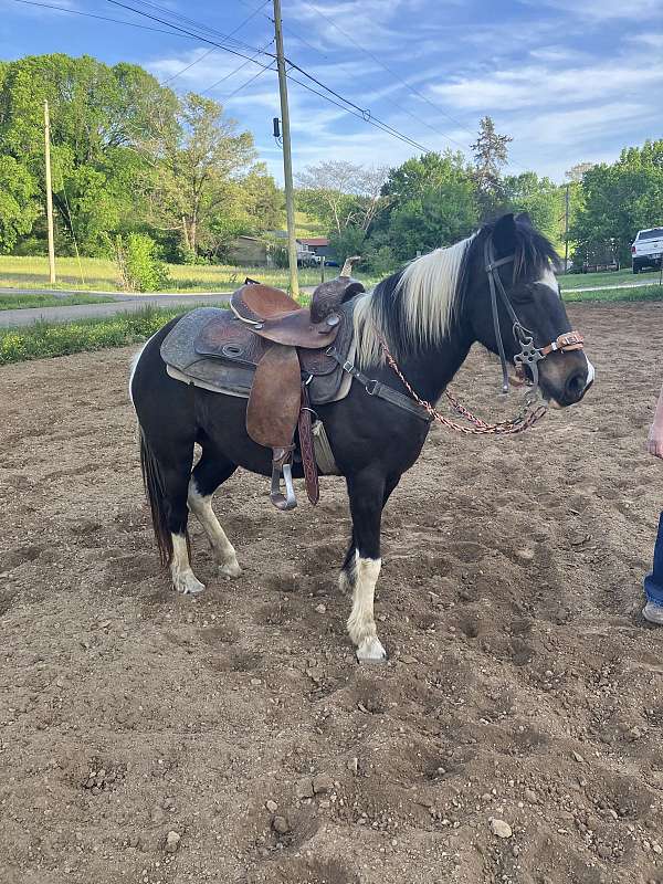 paint-pony-mare