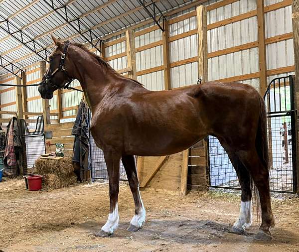 show-hackney-horse