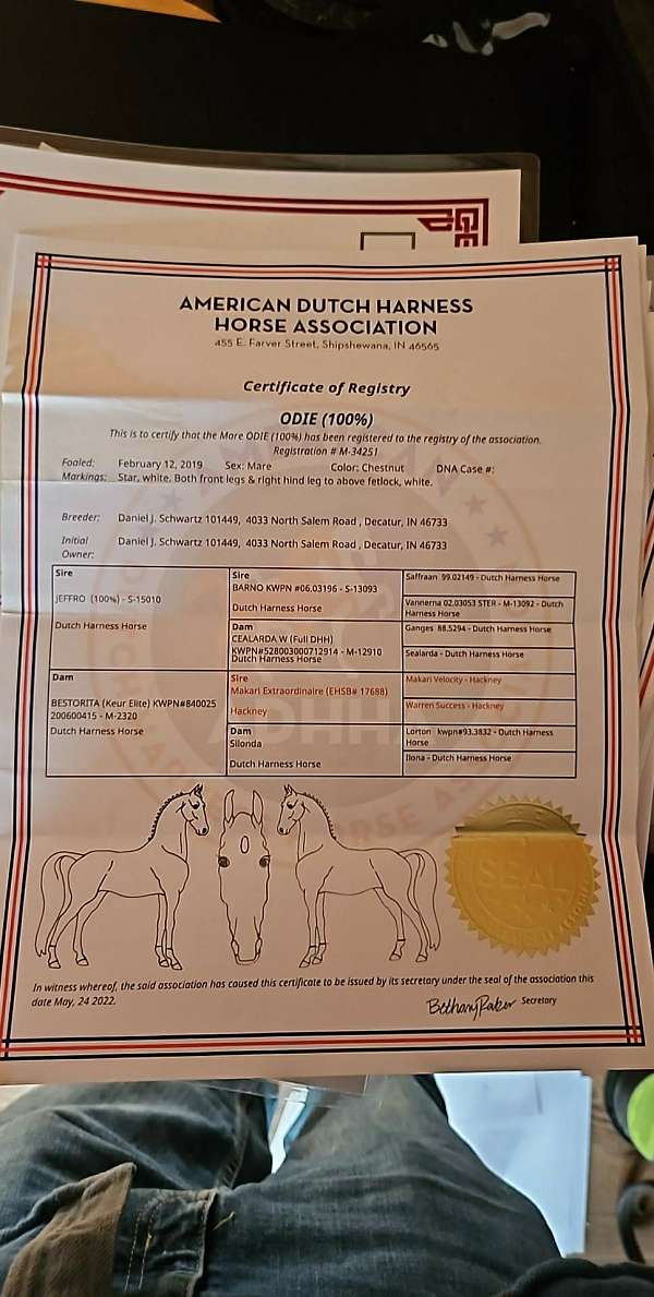kwpn-mare-broodmare