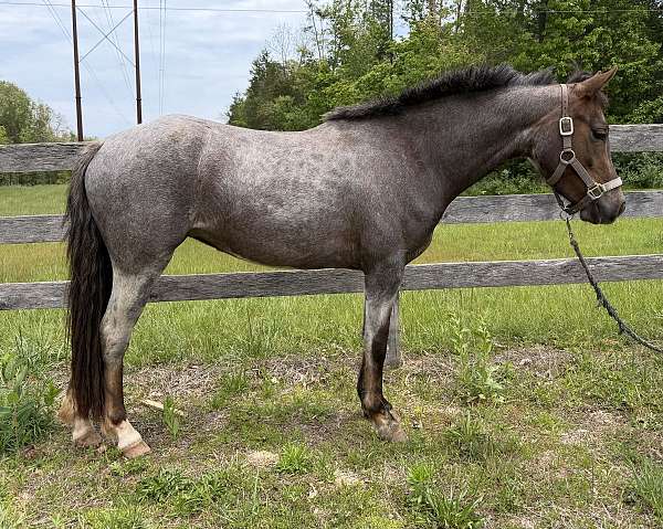 welsh-pony-mare