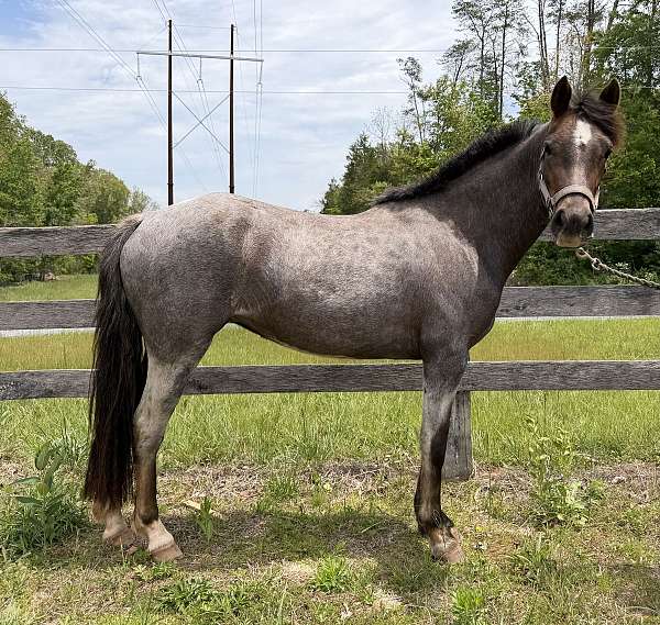 welsh-pony-for-sale