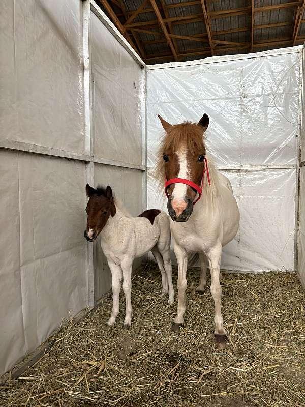 miniature-mare