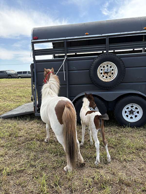 miniature-horse-for-sale