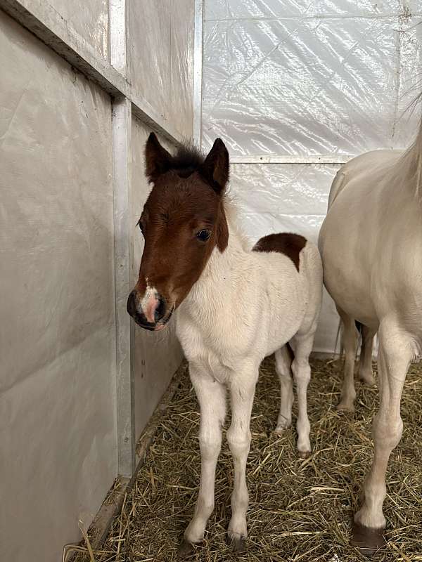 miniature-horse