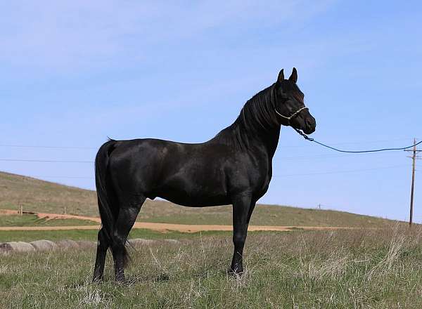 arabian-stallion