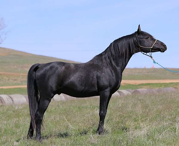 arabian-horse-for-sale
