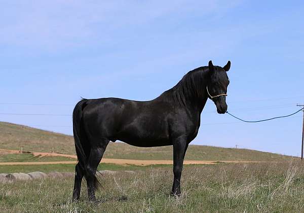 arabian-horse