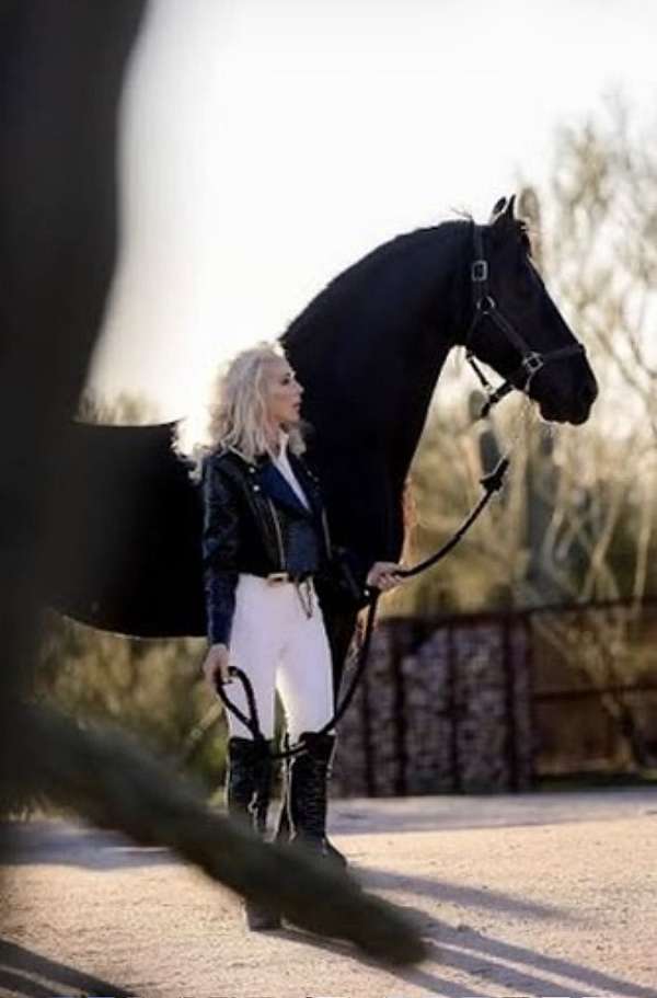 majestic-mars-friesian-horse