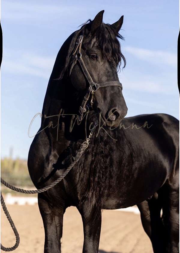 majestic-mars-legacy-friesian-horse