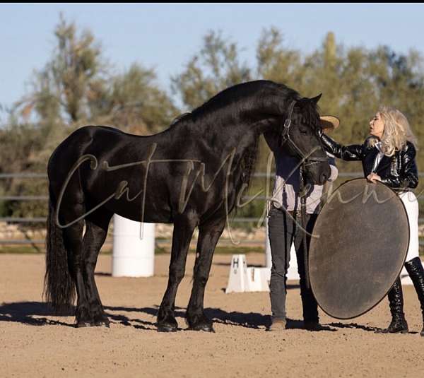 breeding-lease-friesian-horse