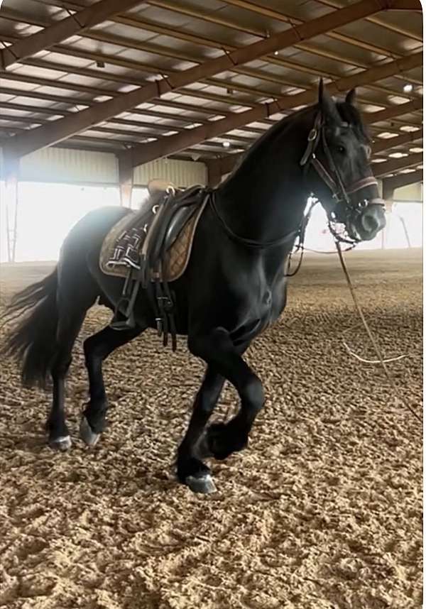 friesian-breeding-horse