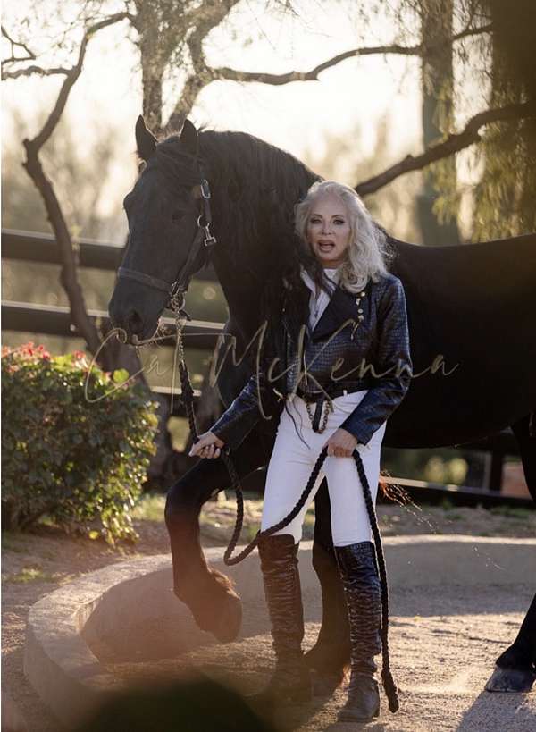 norbert-444-friesian-horse