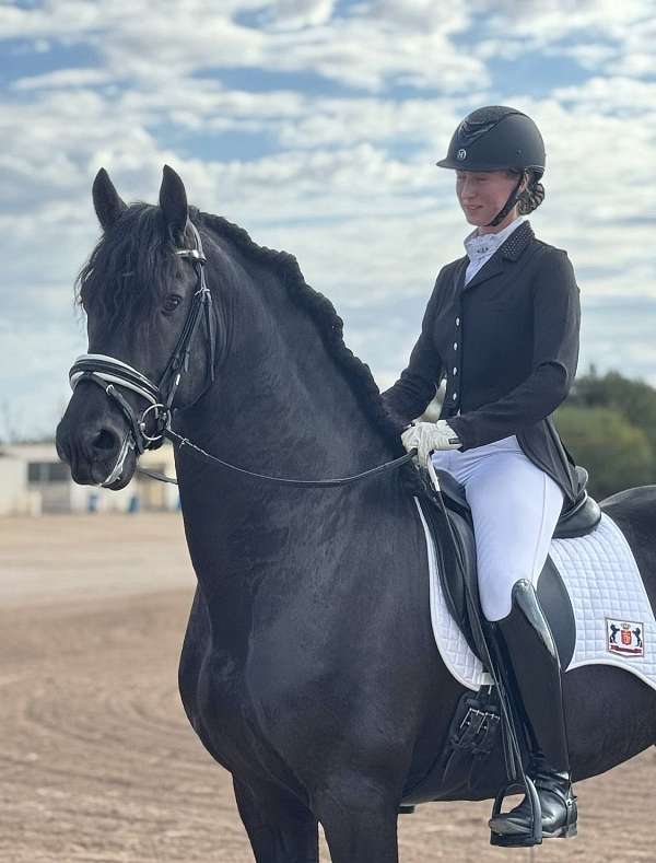 norbert-444-sport-preferent-friesian-horse