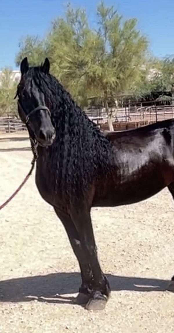 ster-friesian-stallion-horse