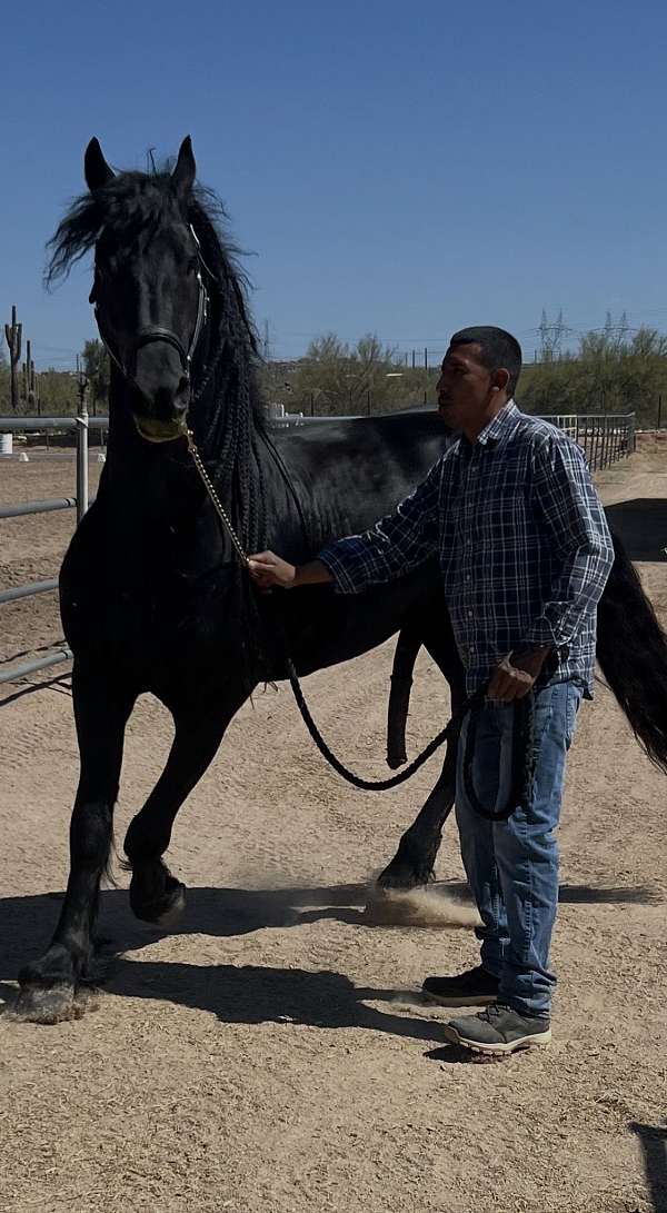 6-year-old-stallion-friesian-horse