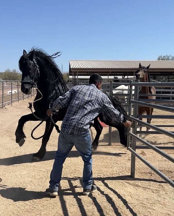 black-friesian-stallion-horse