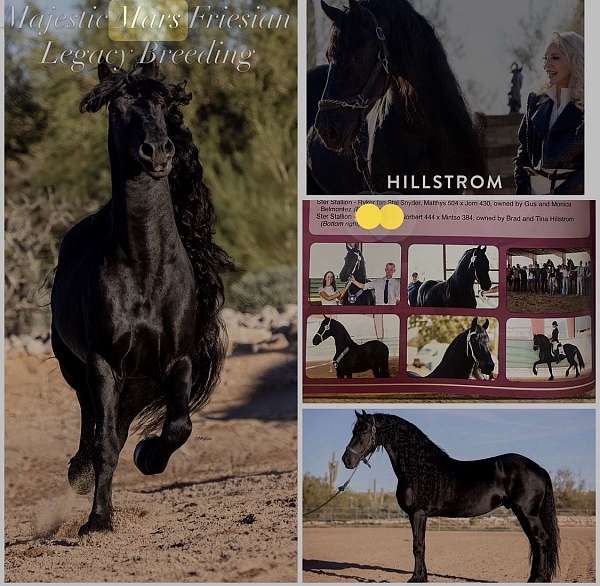 scottsdale-arizona-friesian-horse