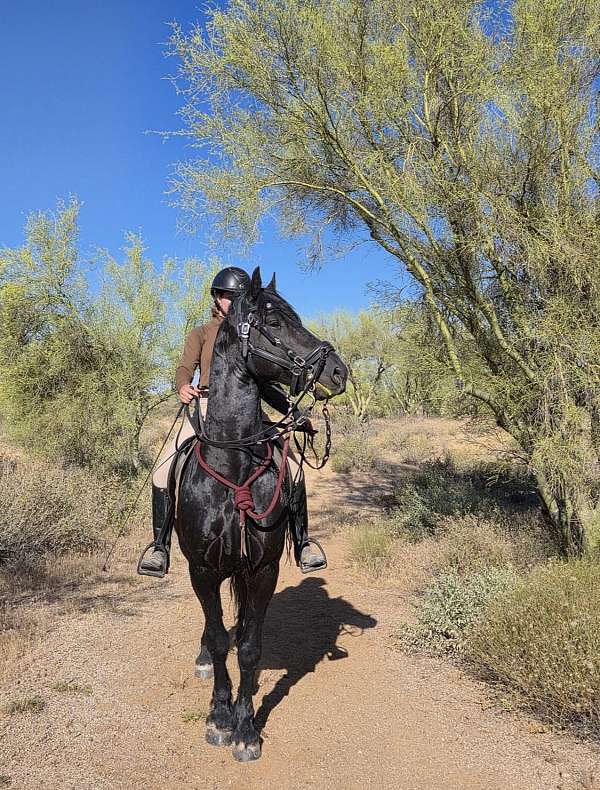 ster-predicate-friesian-horse