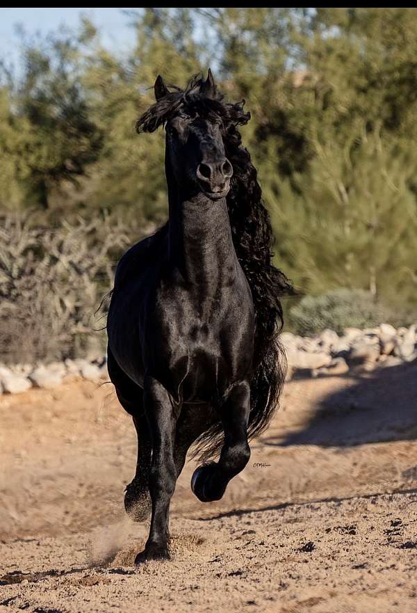 majestic-mars-horse