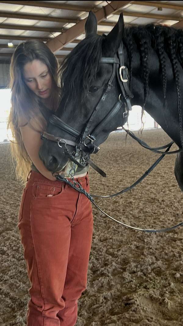 manuel-trigo-trained-friesian-horse