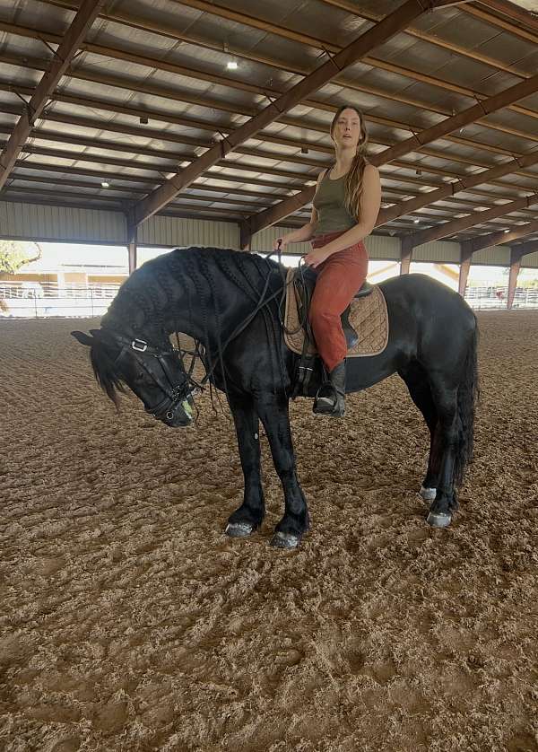 western-english-trained-friesian-horse