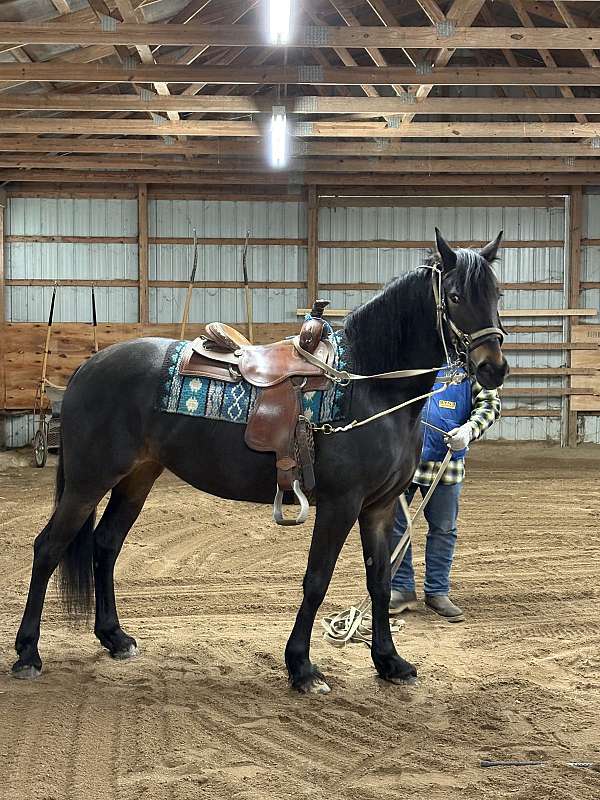 athletic-standardbred-pony