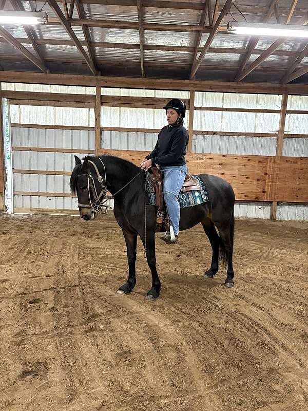 cross-standardbred-pony