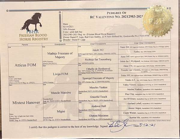 started-under-saddle-standardbred-pony