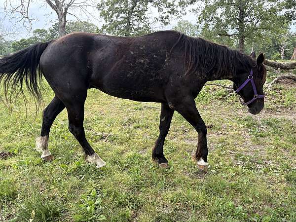 blaze-2-whites-pony
