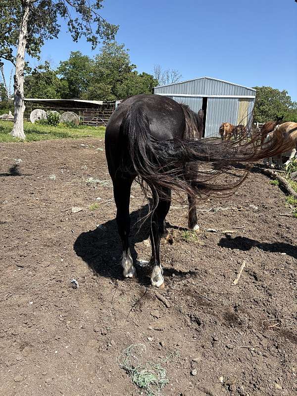 black-blaze-2-whites-pony