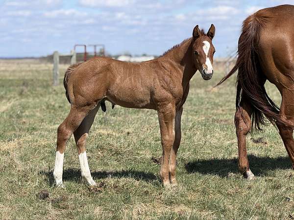 ridden-weste-colt