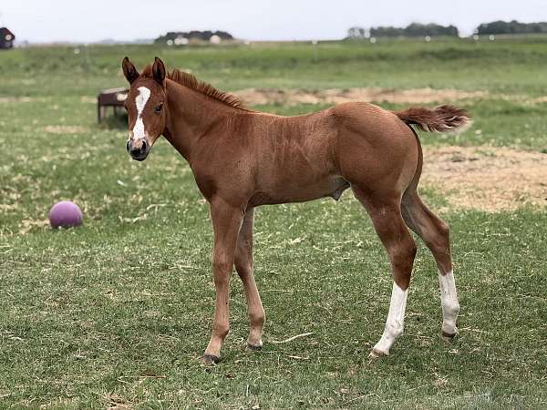 area-colt