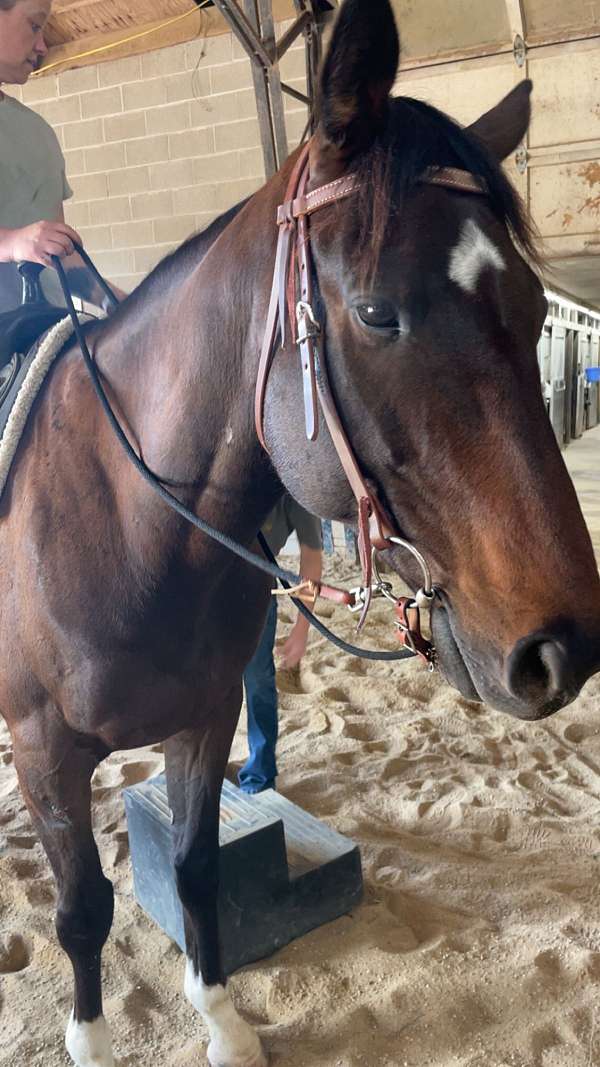 thoroughbred-horse