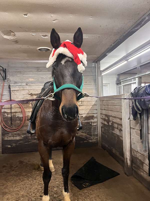 thoroughbred-gelding