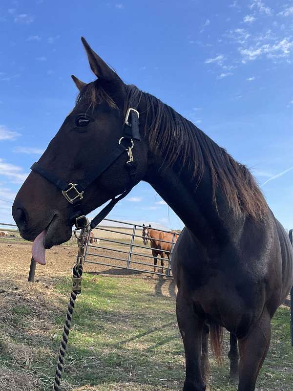 thoroughbred-horse-for-sale