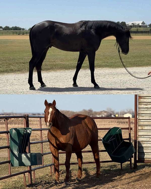 hazing-foal