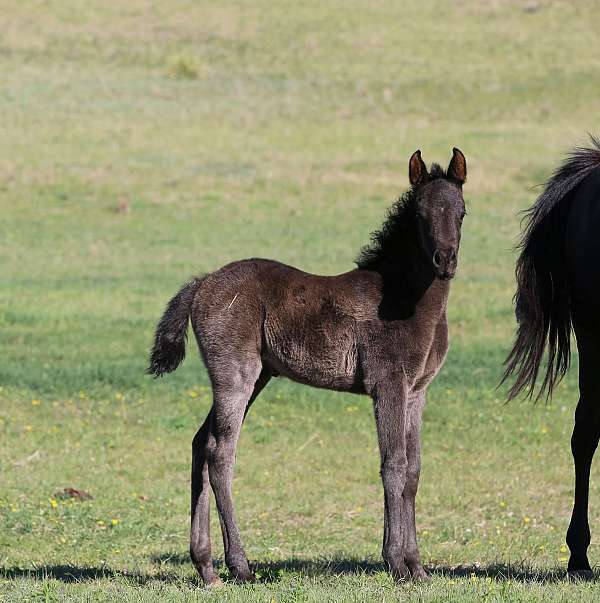 arabian-filly