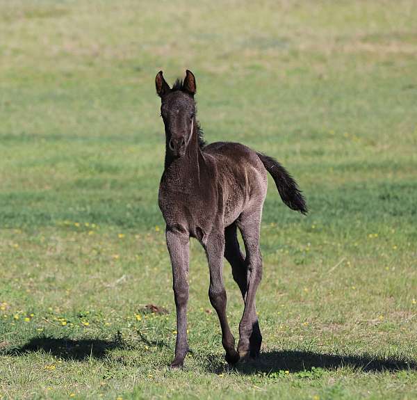 arabian-horse-for-sale