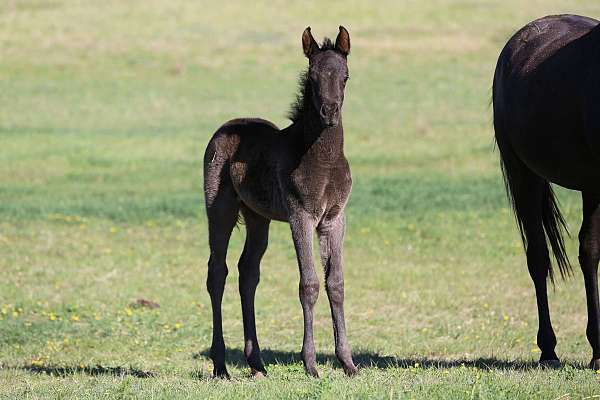 arabian-horse